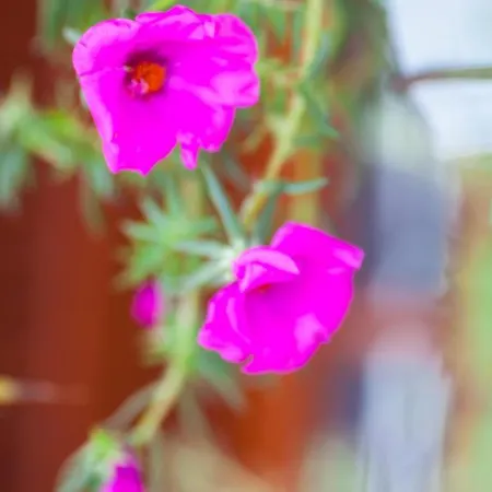 Villa Alizuth Puerto del Carmen (Lanzarote)