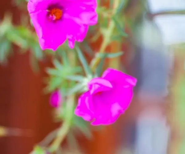 Villa Alizuth Puerto del Carmen (Lanzarote)